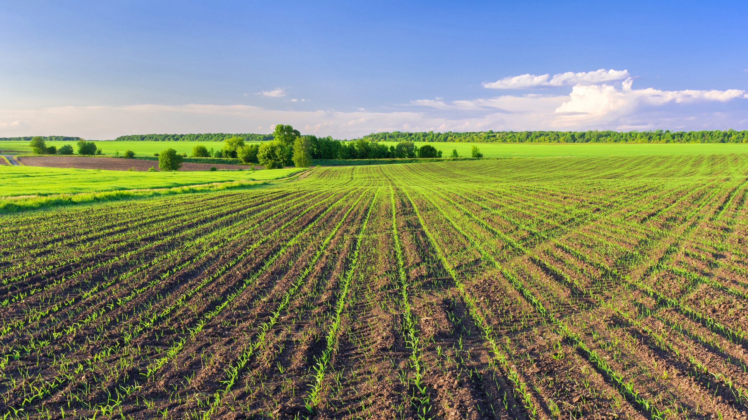 A field with rows of young green corn sprouts.