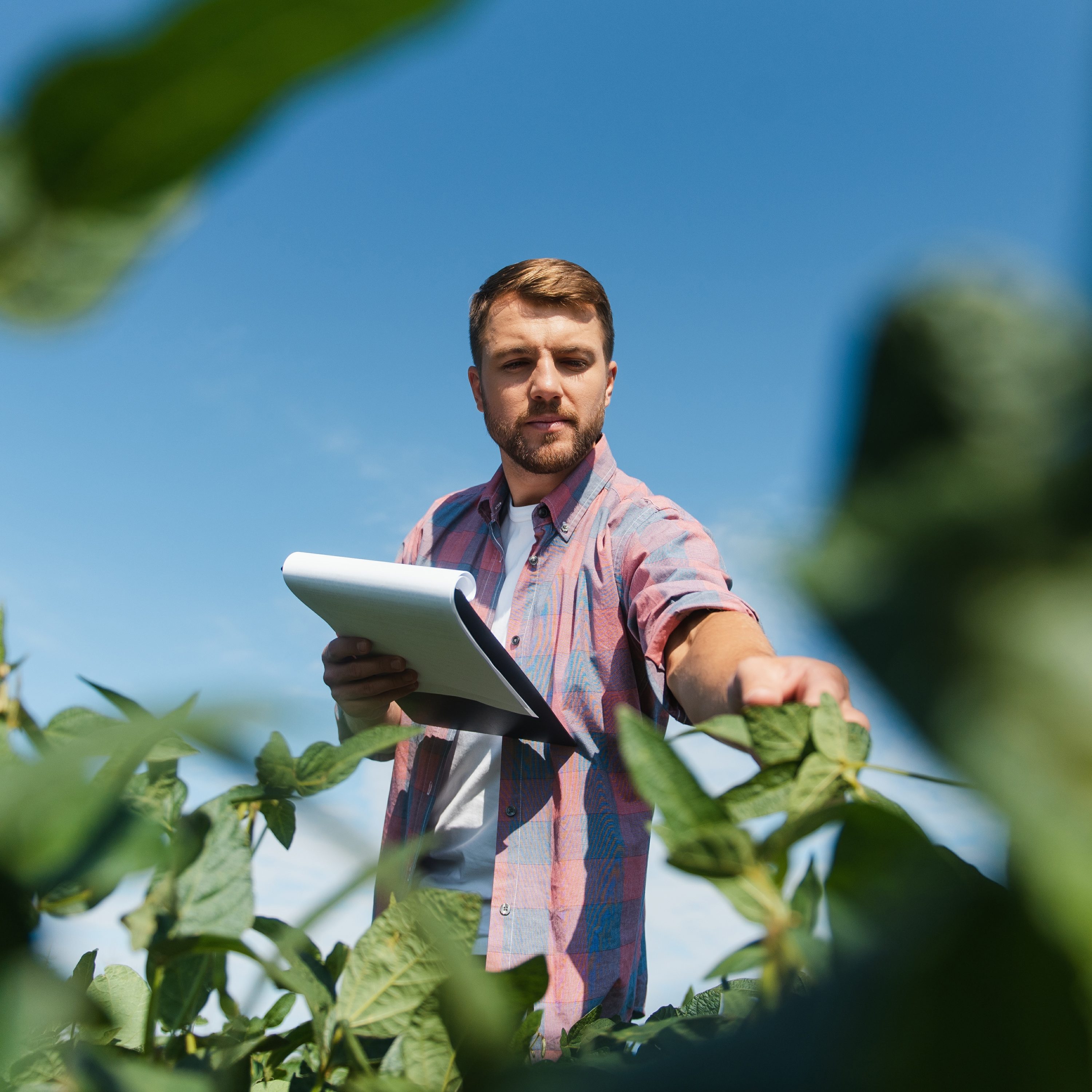 A farmer inspects a green soybean field.