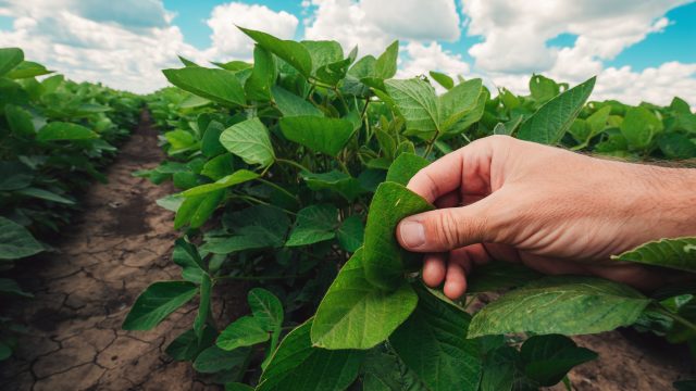 Hand rubs soybean plant leaves to inspect plant health.