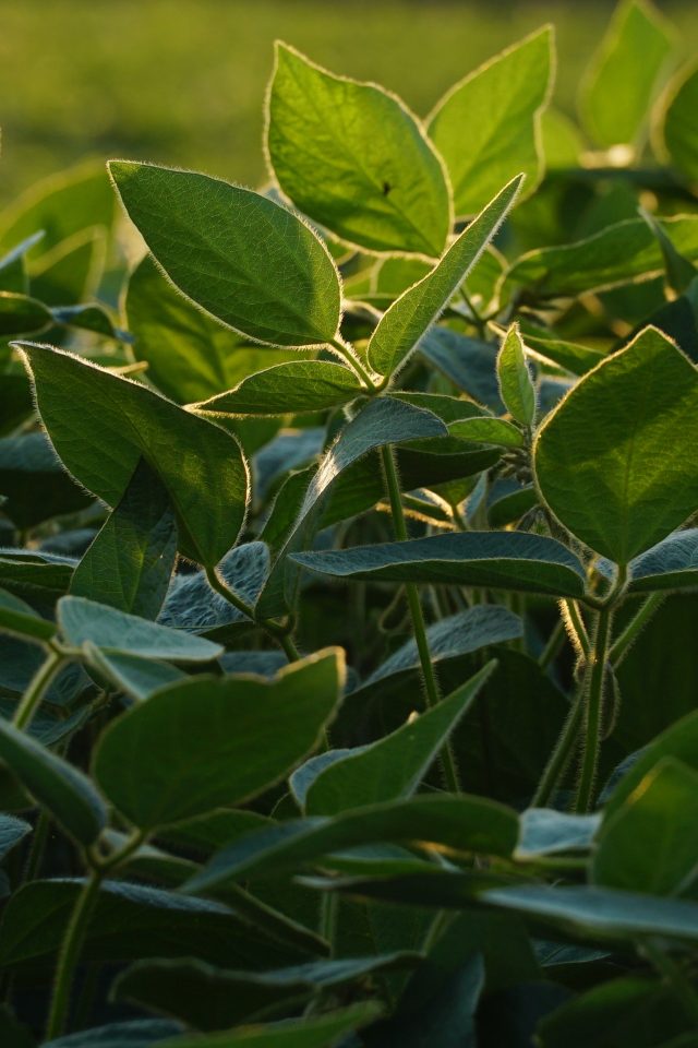 Green ripening soybean plant against a sunset.