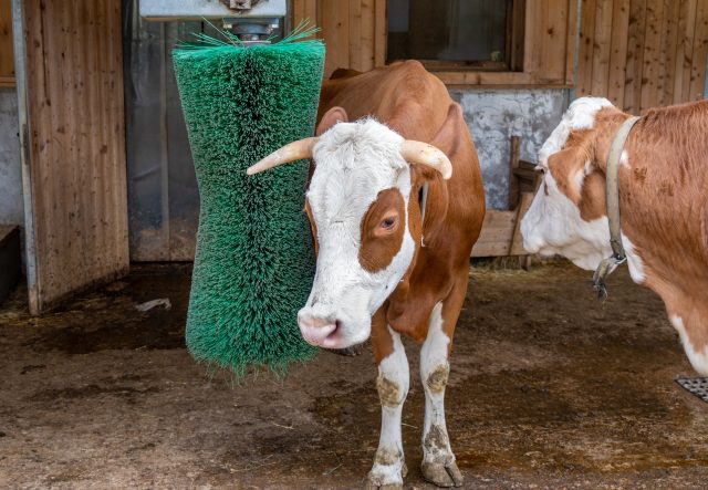 A brown and white cow rubbing up against a washing brush.