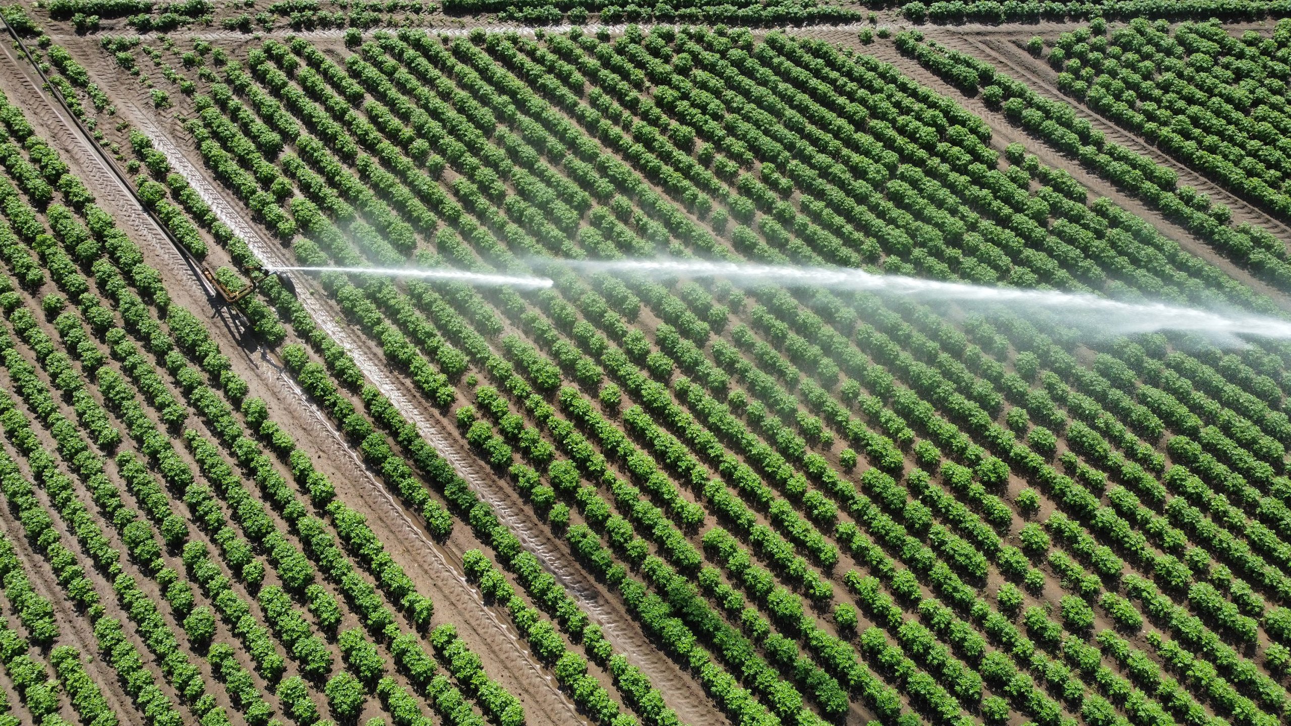 Ariel top view of guns sprinkler irrigation system watering a field of growing potatoes.